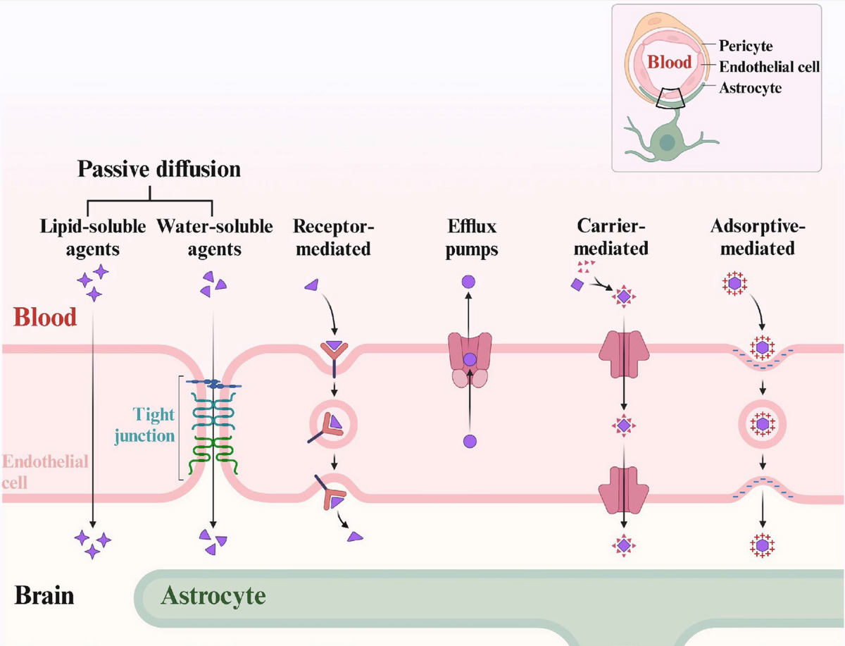 The blood–brain barriers: novel nanocarriers for central nervous system  diseases | Journal of Nanobiotechnology