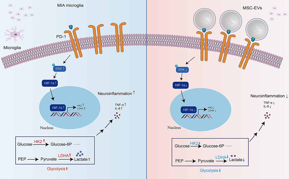 Microglial reprogramming research