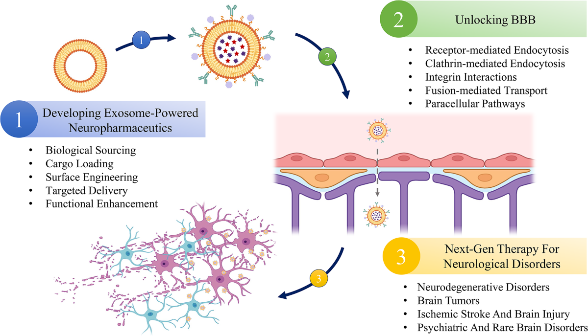 Exosome-powered neuropharmaceutics: unlocking the blood-brain barrier for next-gen therapies | Journal of Nanobiotechnology | Springer Nature Link Exosome-powered neuropharmaceutics: unlocking the blood-brain barrier for next-gen therapies | Journal of Nanobiotechnology | Springer Nature Link