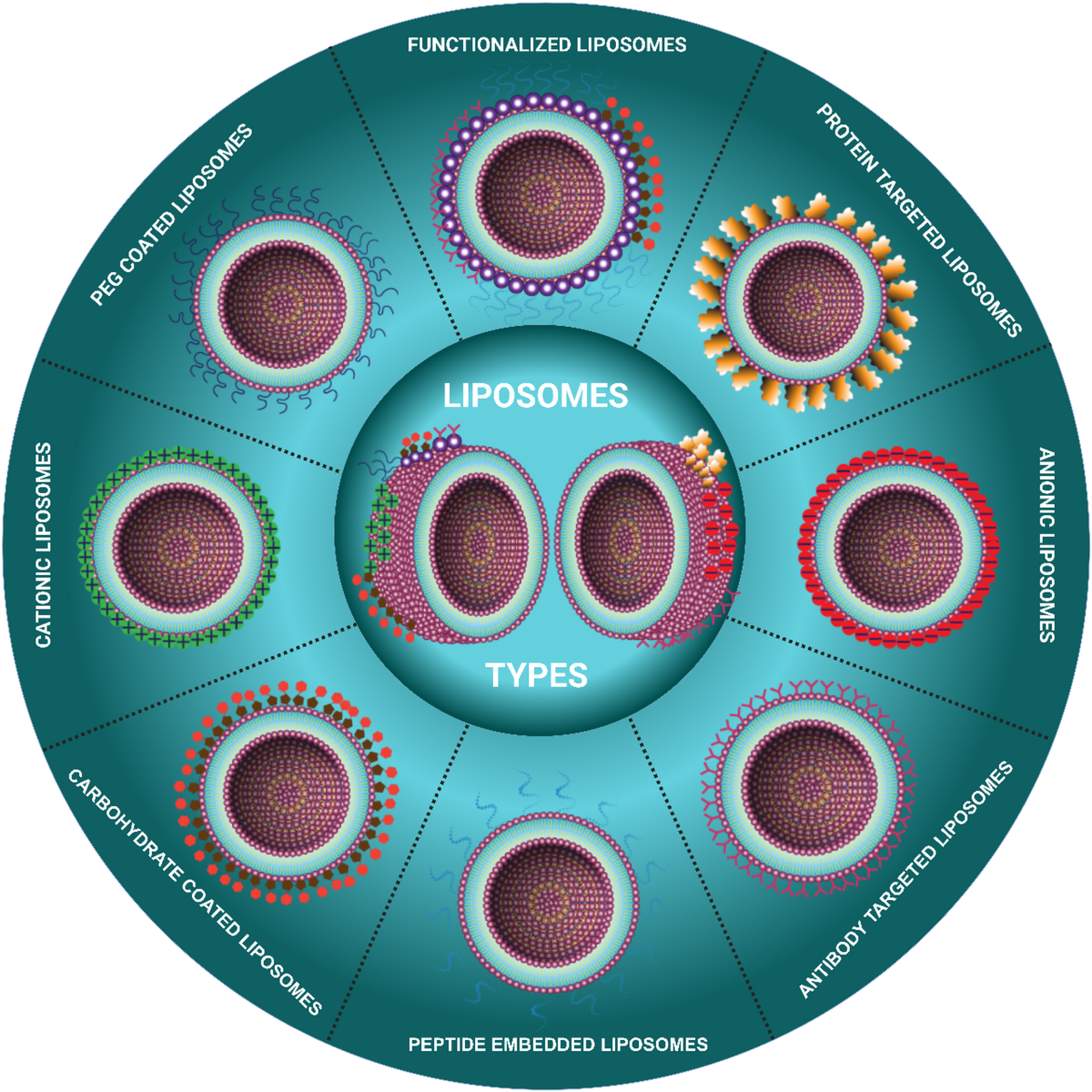 nucleic glutathione liposome Liposomal Glutathione, Superior Absorption, Liquid Supplement, Powerful Antioxidant, Liver Detox, Immune Enhancer, Soy-Free, Non-GMO, Vegan & Gluten Fre, 4 fl.oz,1500 mg : Everything Else 2000MG Liposomal Glutathione Liquid Drops,