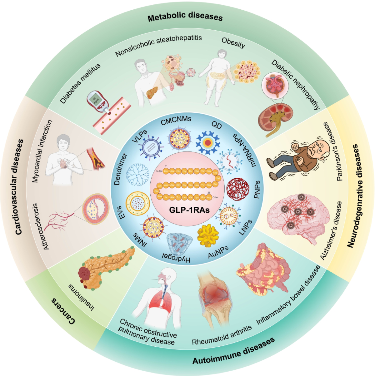 muscle mass loss glp 1 Balancing weight and muscle loss in GLP1 receptor agonist therapy