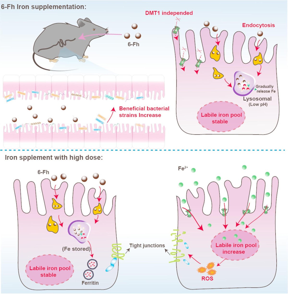 is glutathione safe for anemic Gut microbiome restoring biogenic ferritin mineral as an effective oral  iron supplement for iron deficiency anemia | Journal of Nanobiotechnology