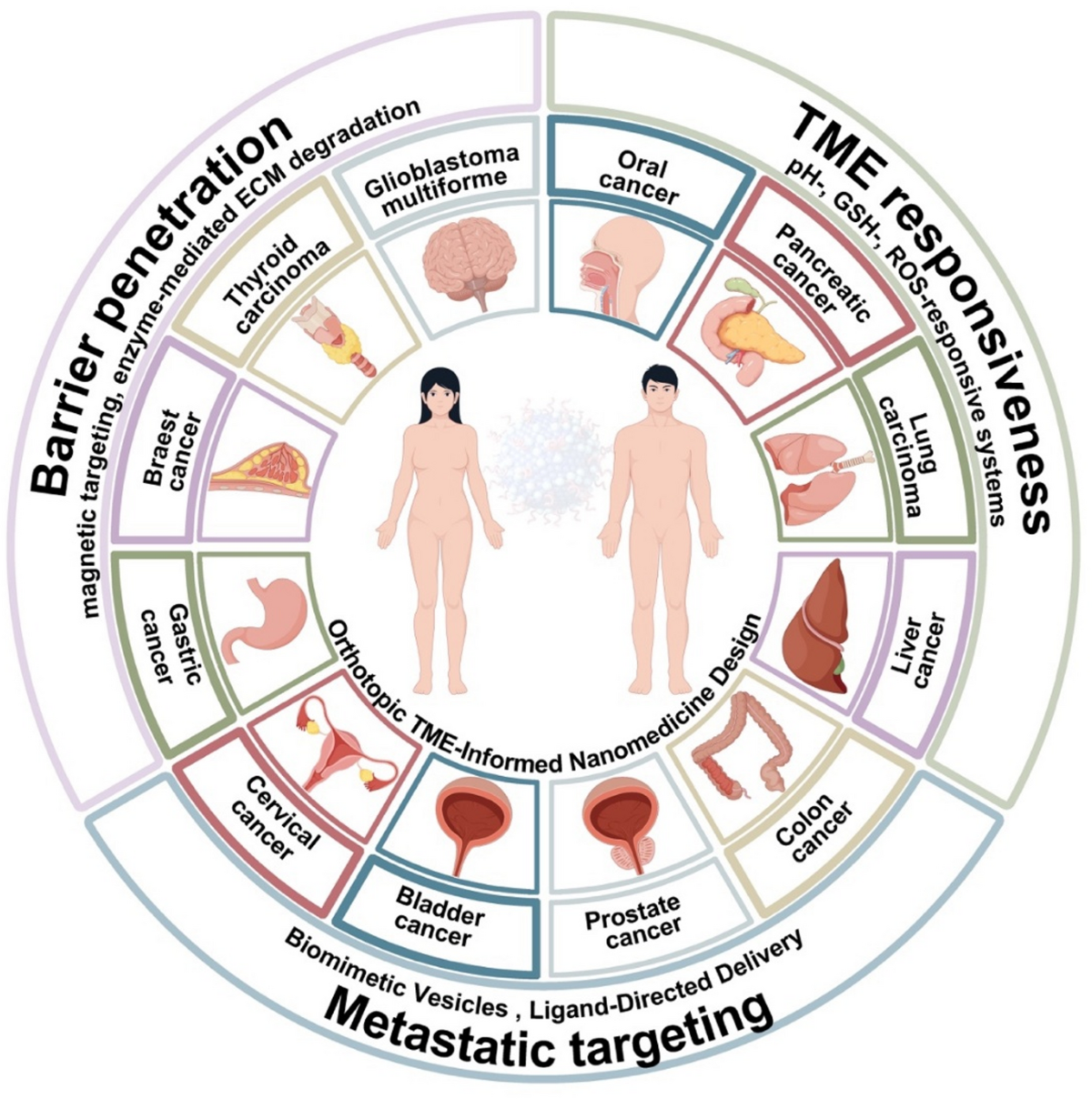 Recent advances in nanomaterial-based precision medicine for orthotopic  tumor therapy | Journal of Nanobiotechnology | Springer Nature Link