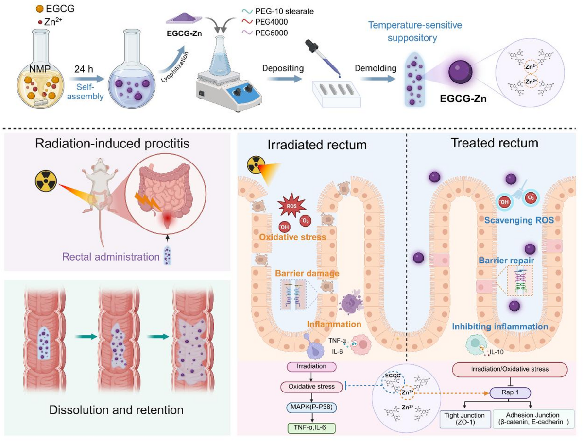 glutathione rectal suppository Rectal delivered nanocomposite suppository against radiation-induced  proctitis | Journal of Nanobiotechnology