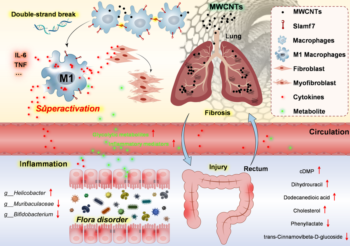 glutathione punctured lung Spatial and cellular composition of fibrosis induced by multi-walled carbon nanotubes | Journal of Nanobiotechnology A few months back, واقي شمس يحافظ على شباب البشرة Pack Size:30 days pack