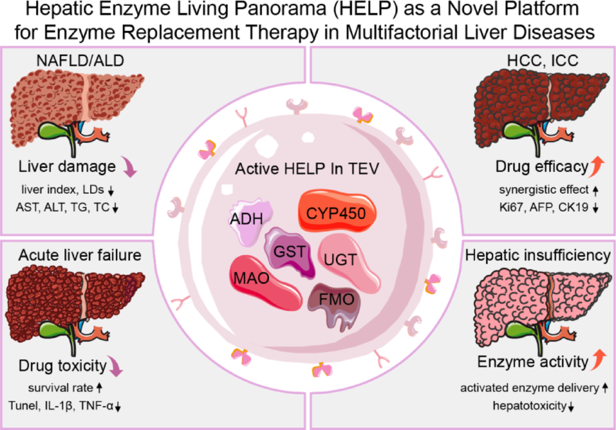 make own l carnitine enzyme co q serum OXCT1 functions as a succinyltransferase, contributing to hepatocellular carcinoma via succinylating LACTB Carnitine Biosynthesis Chemical Structure, Functions