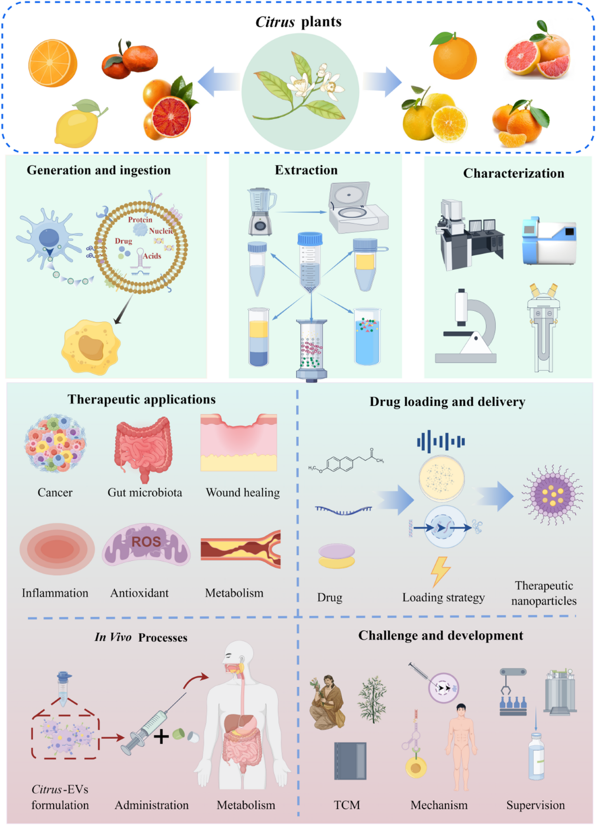 2018 pilot clinical study liposomal glutathione Extracellular vesicles derived from Citrus plants: innovative applications  in therapeutics and drug delivery | Journal of Nanobiotechnology