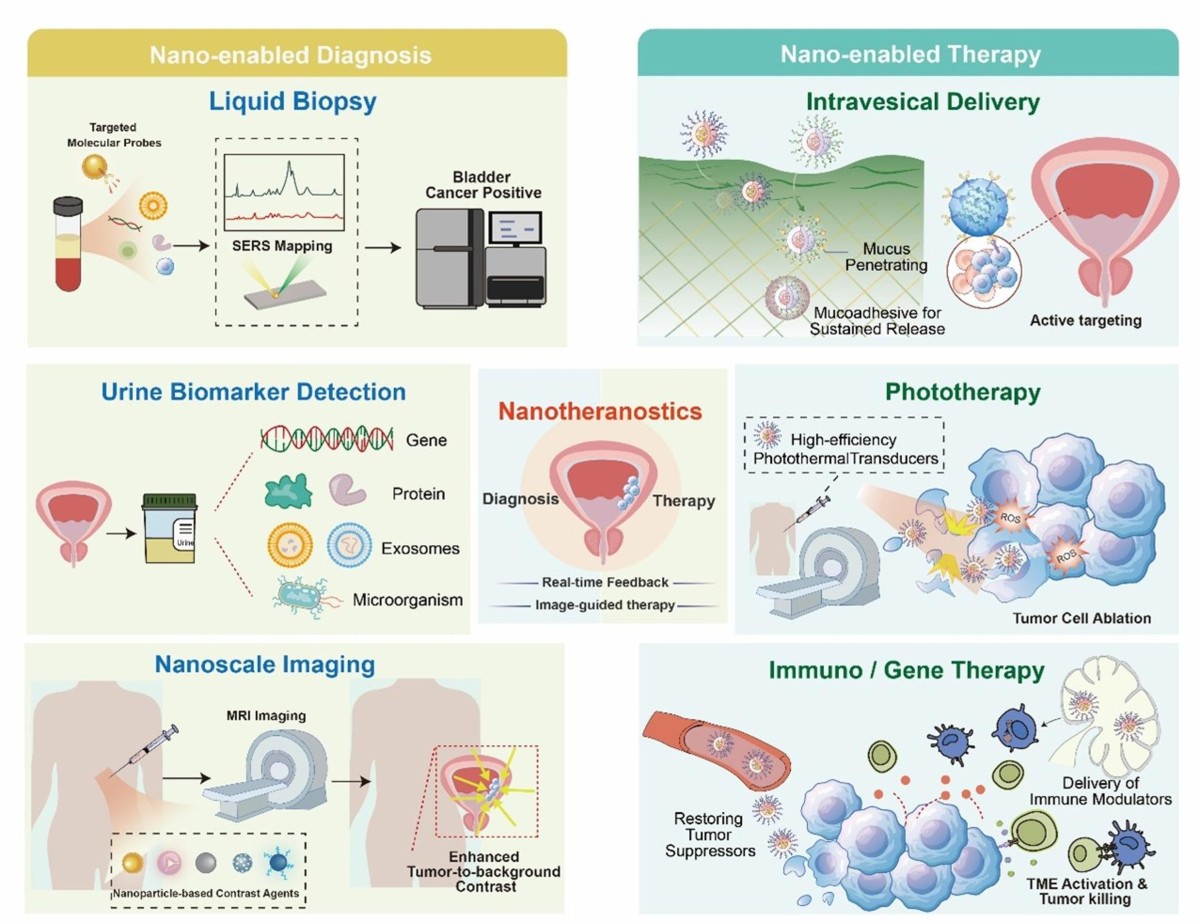 mark gordon liposomal glutathione Nanotechnology-enabled precision strategies for bladder cancer: from in vitro diagnostics to in vivo therapy | Journal of Nanobiotechnology Peptides vs TRT: Benefits, sunflower phospholipids Size:3.4 fl.oz