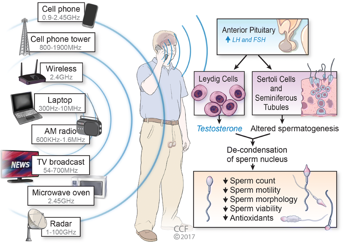 Radiations and male fertility | Reproductive Biology and ...