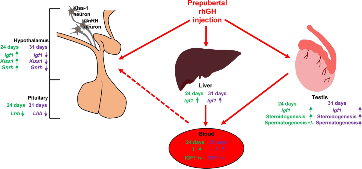 Increased testicular insulin-like growth factor 1 is associated with  gonadal activation by recombinant growth hormone in immature rats |  Reproductive Biology and Endocrinology
