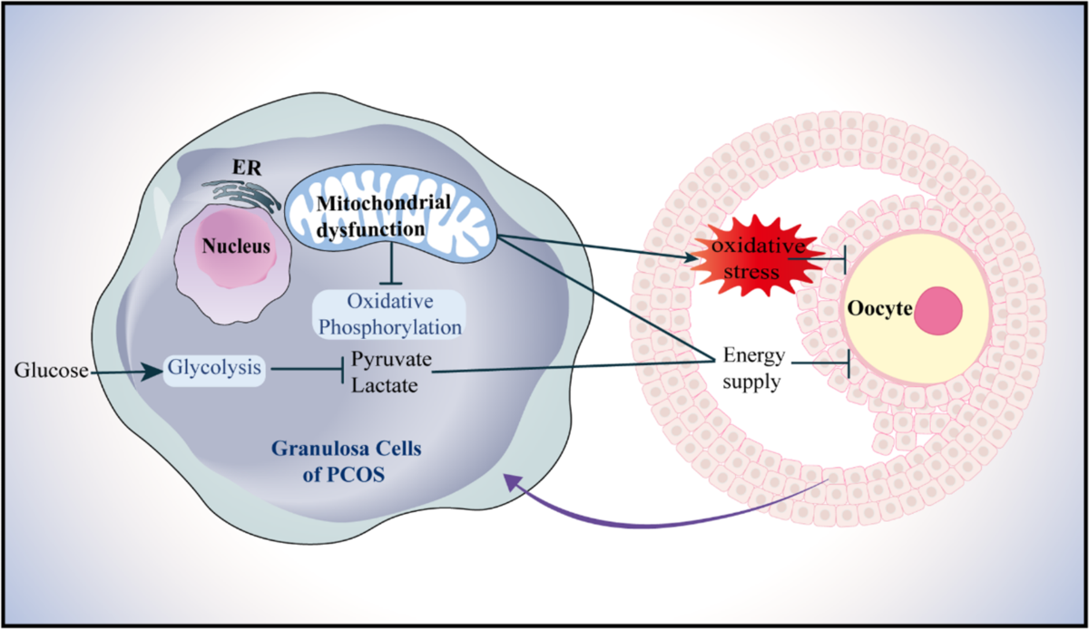 Oxidative stress and energy metabolism abnormalities in polycystic ovary  syndrome: from mechanisms to therapeutic strategies | Reproductive Biology  and Endocrinology