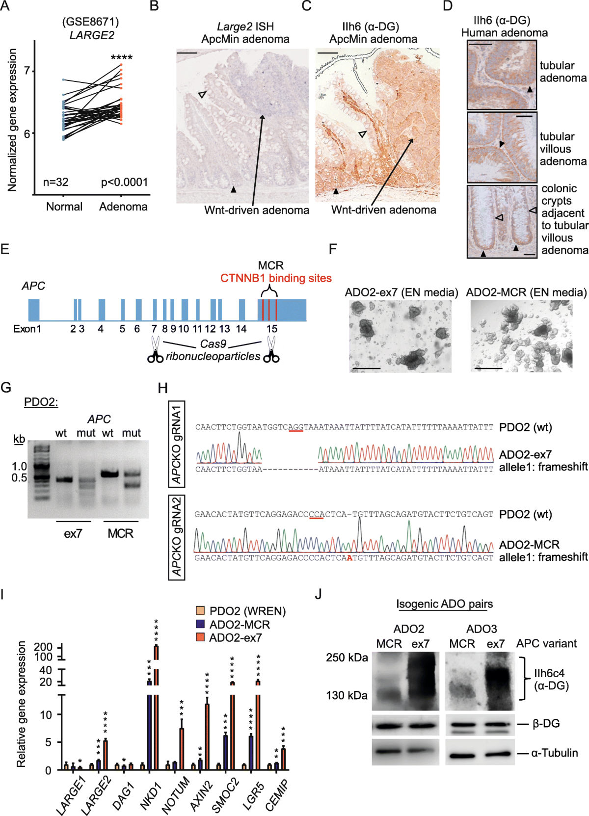  lsm nude ls-020 Drp1-dependent remodeling of mitochondrial morphology triggered by EBV-LMP1  increases cisplatin resistance | Signal Transduction and Targeted Therapy