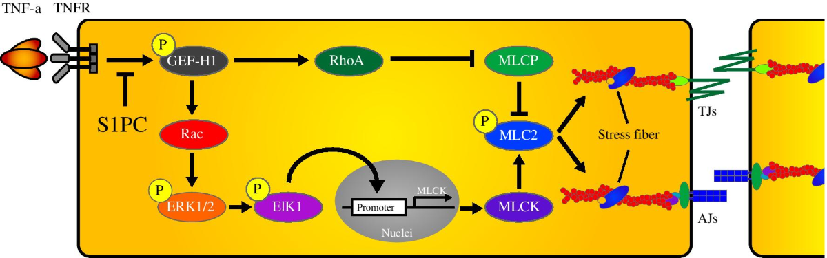 glutathione transferase mechanism S-transferase π: a potential role in antitumor therapy | DDDT Lot #:Lot #: N95A1MQ10/0428 thrIVe Hydration (@thrivehydrationco) · K-skincare