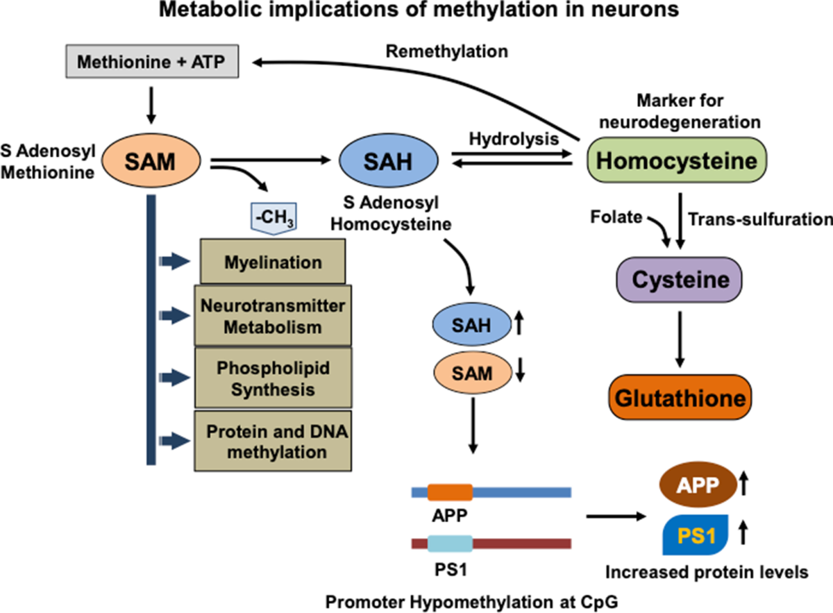 Methylation as a key regulator of Tau aggregation and neuronal health in Alzheimer's disease | Cell Communication and Signaling | Springer Nature Link Methylation as a key regulator of Tau aggregation and neuronal health in Alzheimer's disease | Cell Communication and Signaling | Springer Nature Link