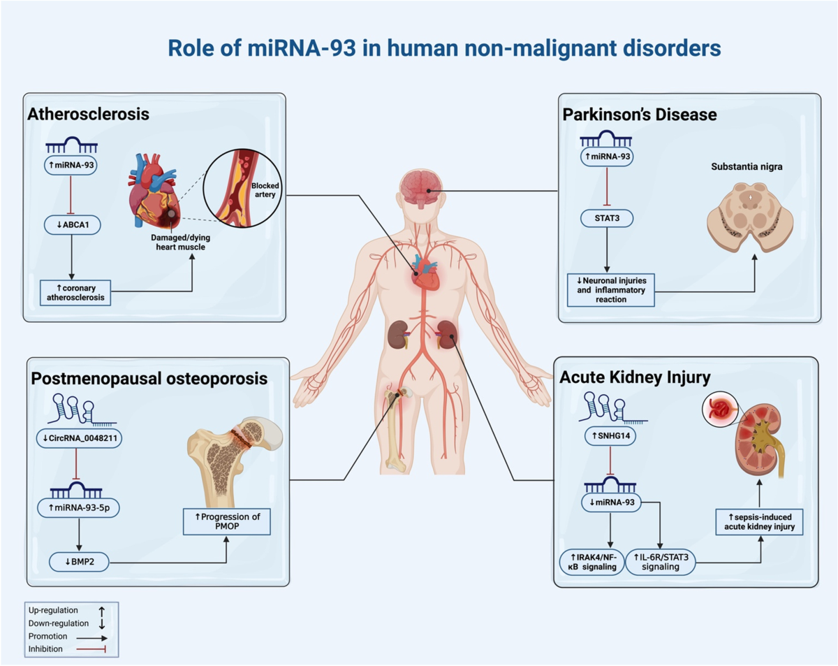 Cell Communication and Signaling - BioMed Central HD phone wallpaper 