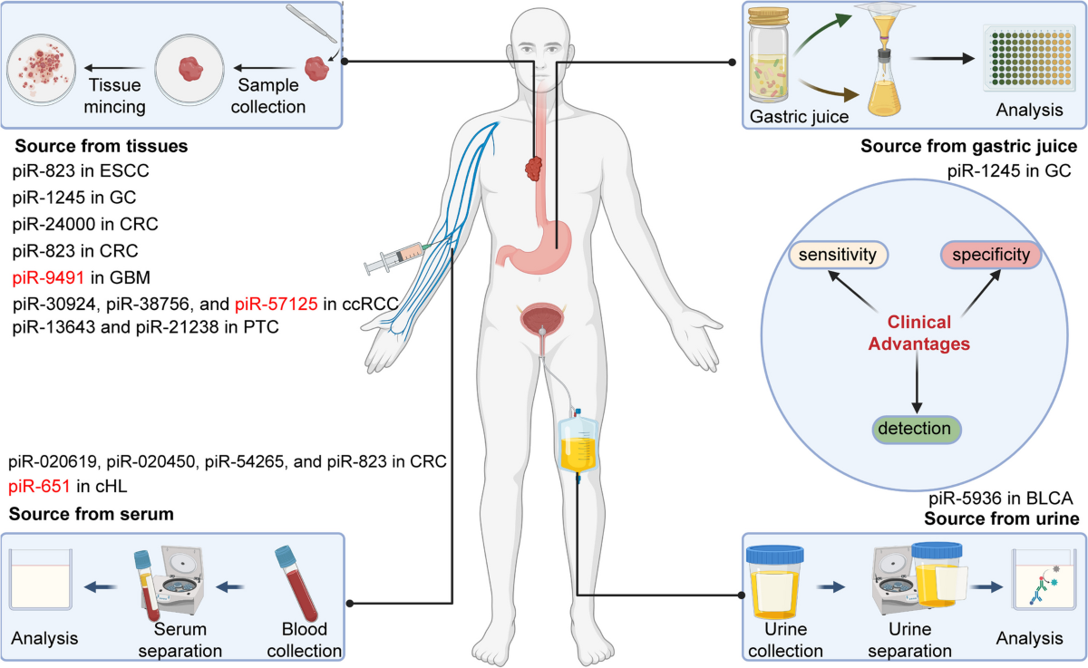 tomoe yamanaka fake pics Novel roles of PIWI proteins and PIWI-interacting RNAs in human health and  diseases | Cell Communication and Signaling | Full Text