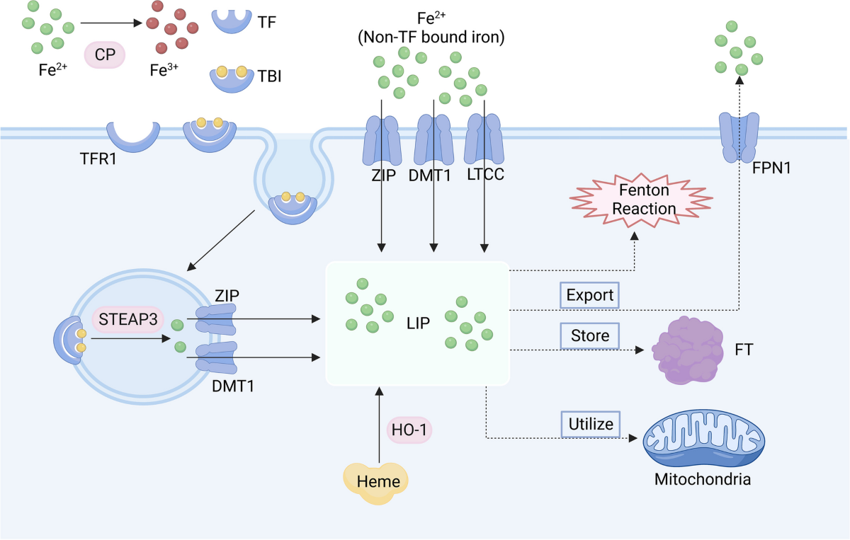Role of ferroptosis in chronic kidney disease | Cell Communication and  Signaling | Springer Nature Link