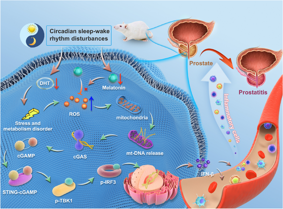 Dual deficiency of melatonin and dihydrotestosterone promotes stromal cell damage and mediates prostatitis via the cGAS-STING pathway in sleep-deprived mice | Cell Communication and Signaling | Springer Nature Link Dual deficiency of melatonin and dihydrotestosterone promotes stromal cell damage and mediates prostatitis via the cGAS-STING pathway in sleep-deprived mice | Cell Communication and Signaling | Springer Nature Link