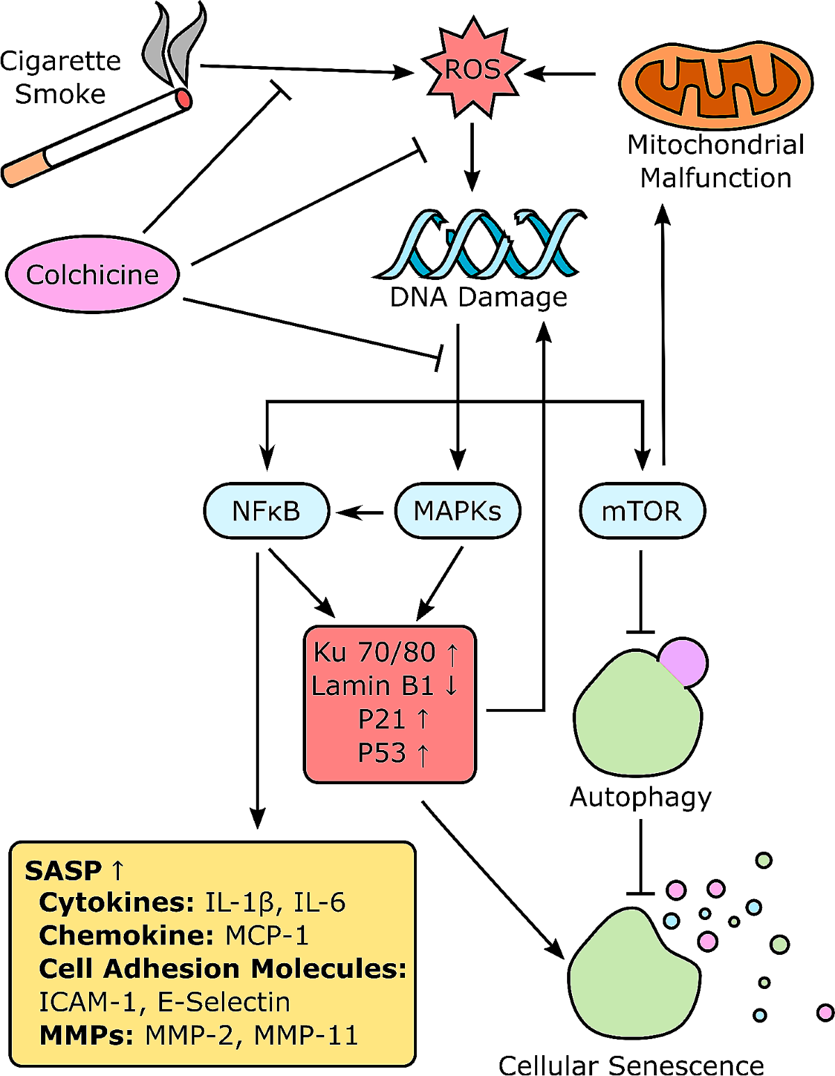 cigarette smoke condensate Tobacco smoke condensate-induced senescence in endothelial cells was  ameliorated by colchicine treatment via suppression of NF-κB and MAPKs P38  and ERK pathways activation | Cell Communication and Signaling