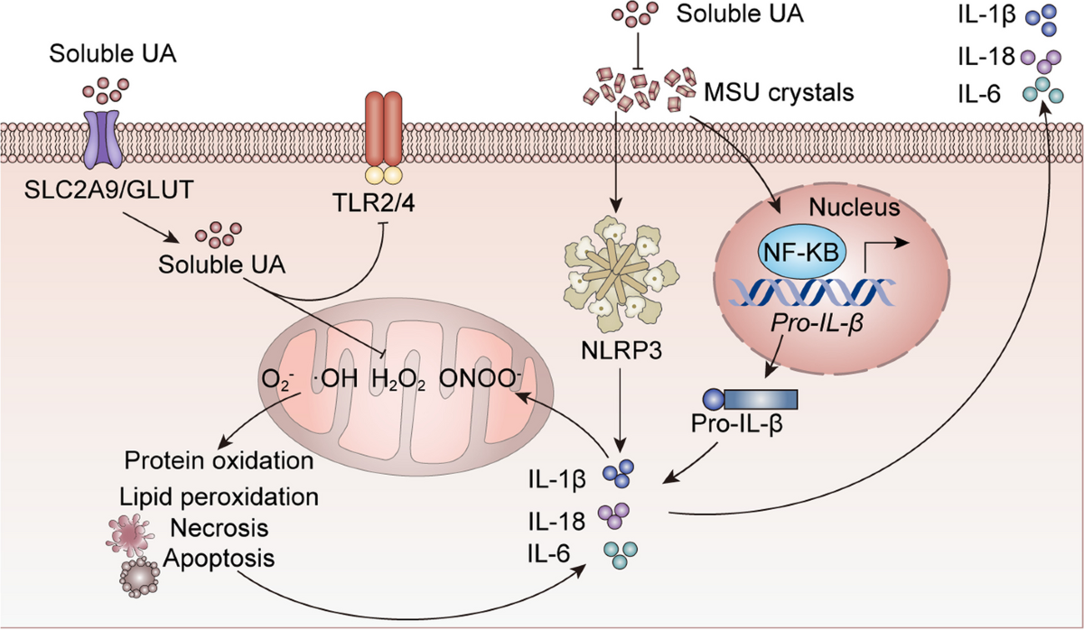 l-glutathione and gout Suppression of uric acid generation blockade of glutathione dysregulation by L-arginine ameliorates dichlorvos-induced oxidative hepatorenal damage in rats Uric Acid and Oxidative StressRelationship