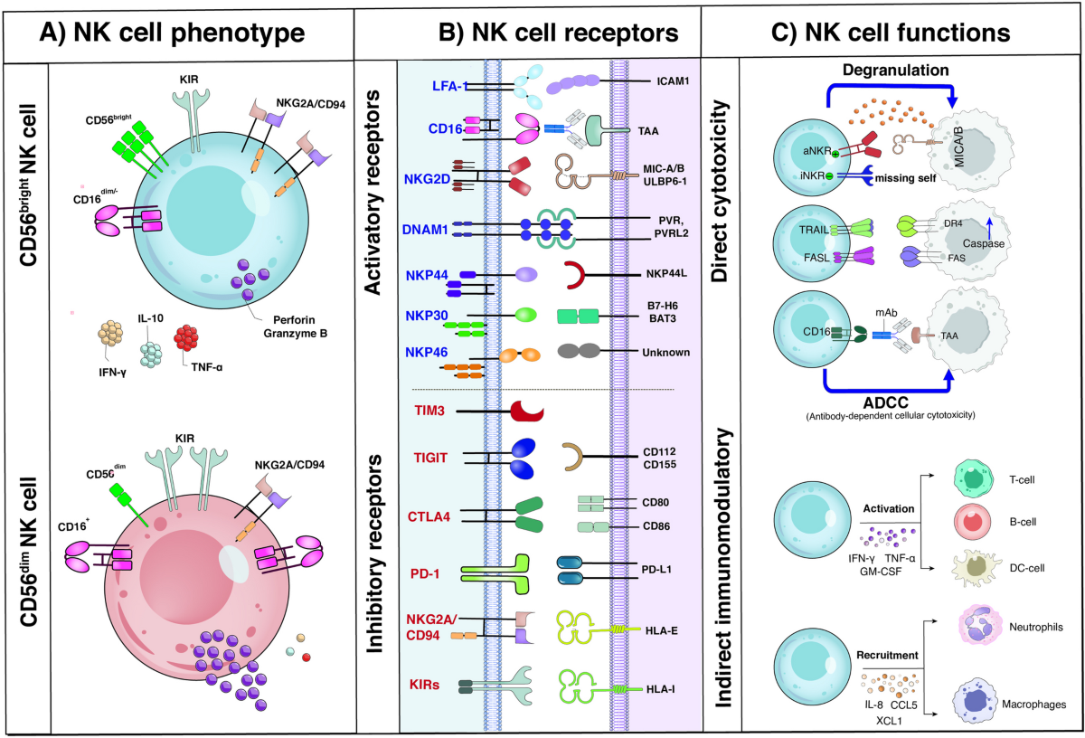 CAR-NK cell therapy in multiple myeloma: from preclinical and clinical  landscape to joining the force for treatment strategies optimization | Cell  Communication and Signaling