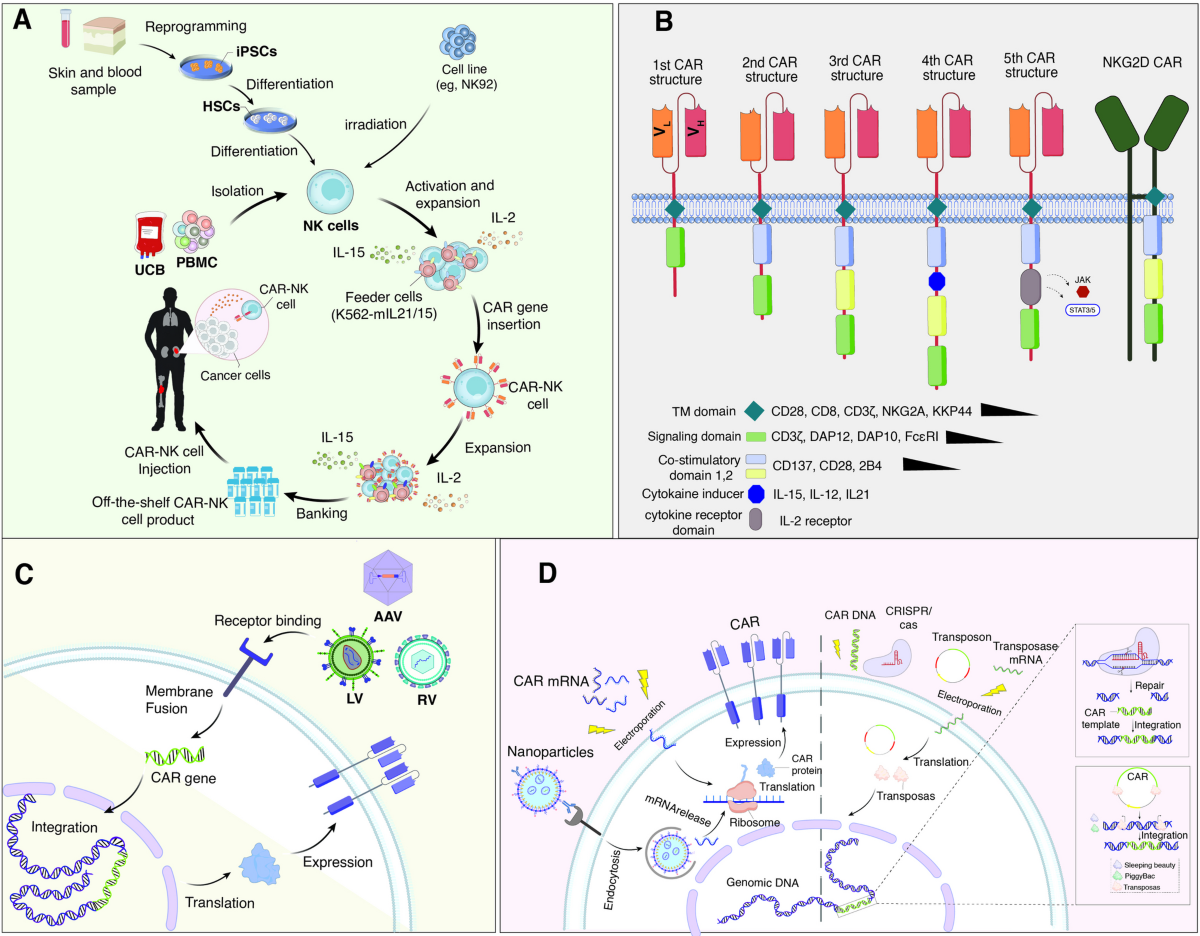 CAR-NK cell therapy in multiple myeloma: from preclinical and clinical  landscape to joining the force for treatment strategies optimization | Cell  Communication and Signaling