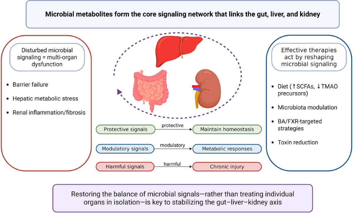 subq glutathione effects on kidneys and liver Disruption in glutathione metabolism and altered energy production in the  liver and kidney after ischemic acute kidney injury in mice
