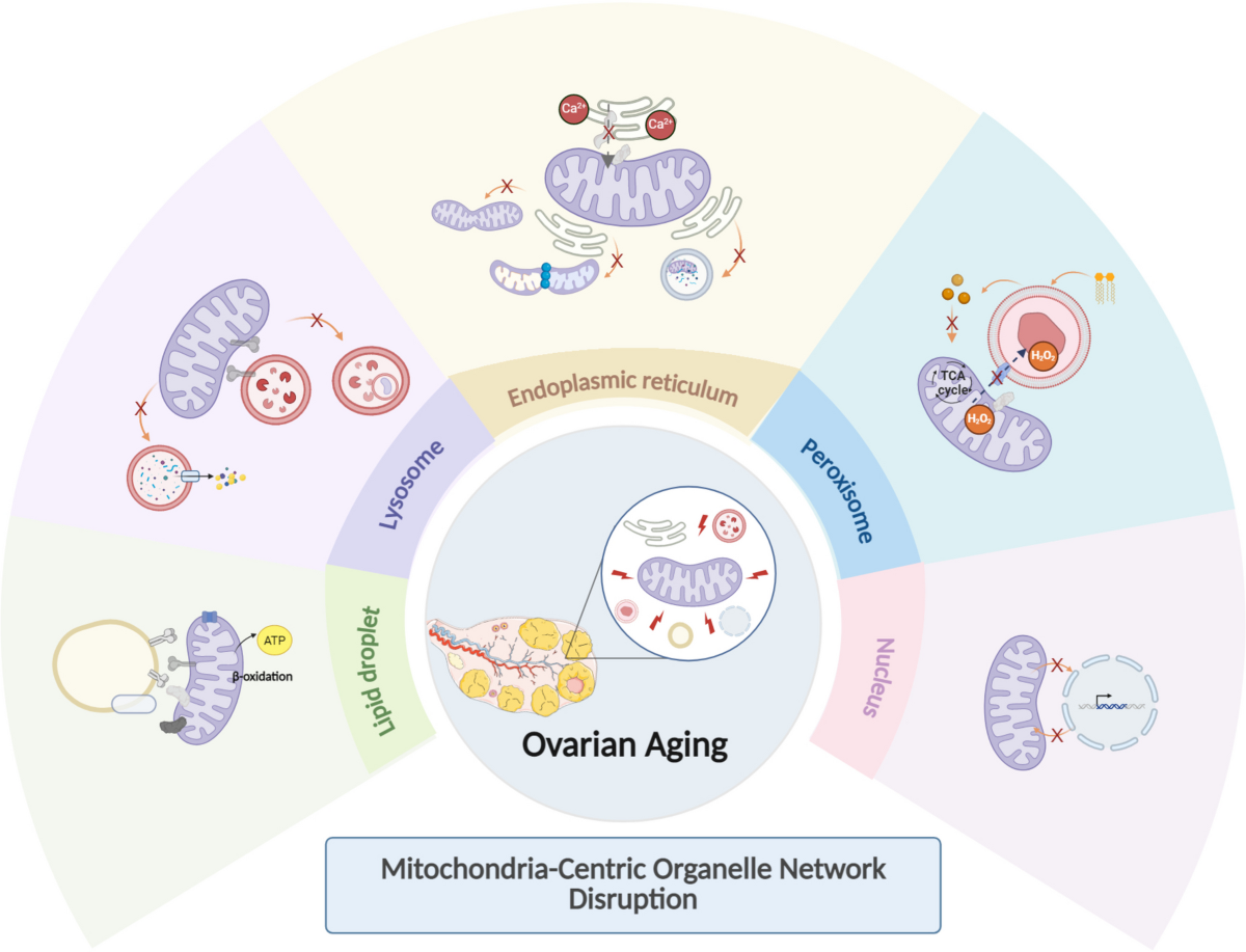 does glutathione delay period What To Avoid When Taking Crosstalk collapse: mitochondria-centric organelle network