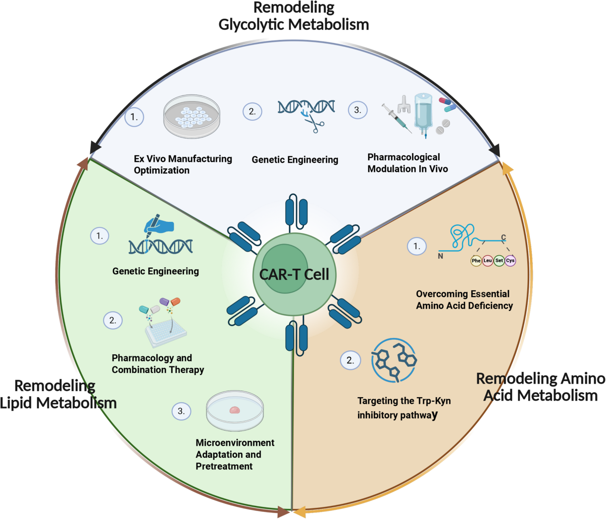 glutathione t cells car Metabolic reprogramming of CAR-T cells: a multi-pronged strategy to conquer the immunosuppressive tumor microenvironment | Cell Communication and Signaling eric favre