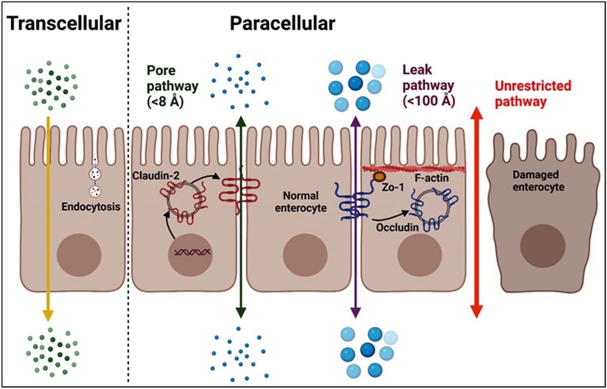 Intestinal barrier functions in hematologic and oncologic diseases | Journal of Translational Medicine