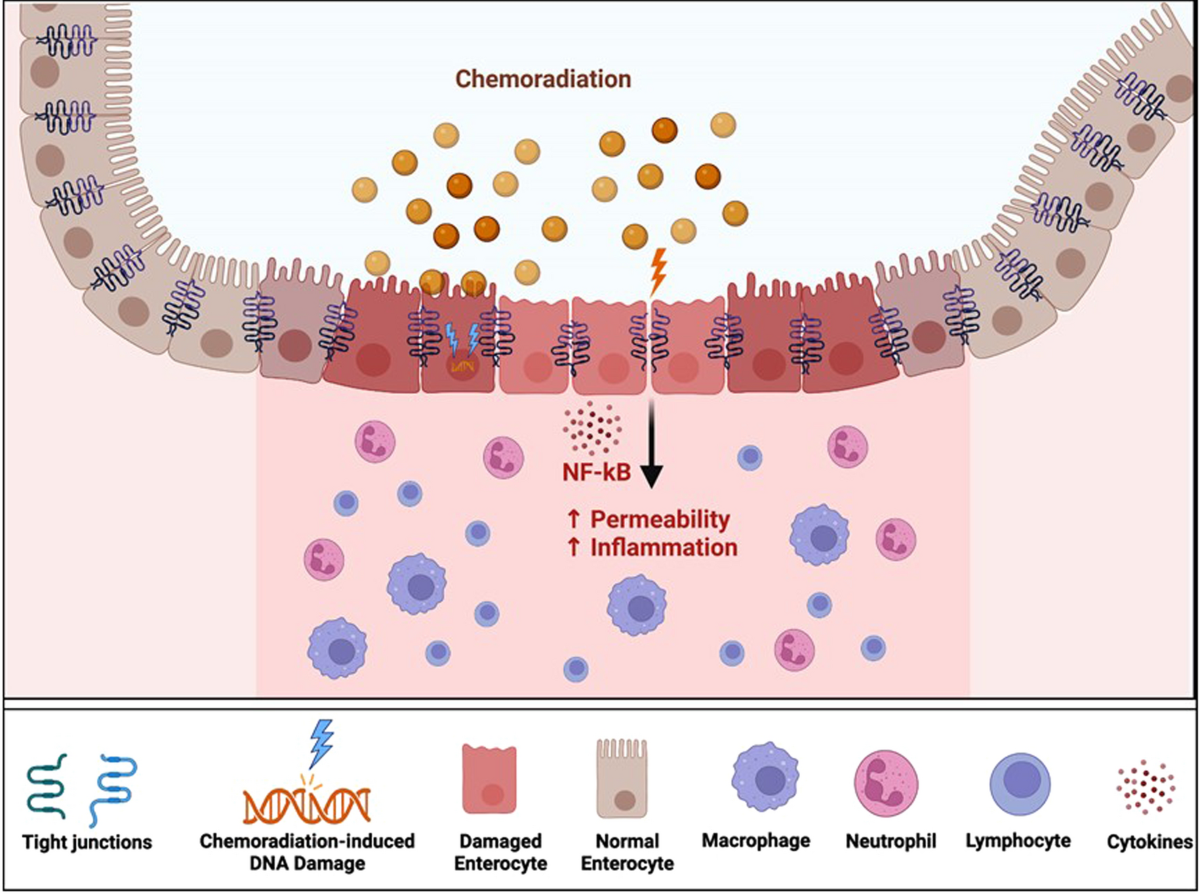 bpc-157 tight junction intestinal barrier study Implication of Dysfunction in Gut Dysbiosis and Diseases Frontiers | Using sodium glycodeoxycholate