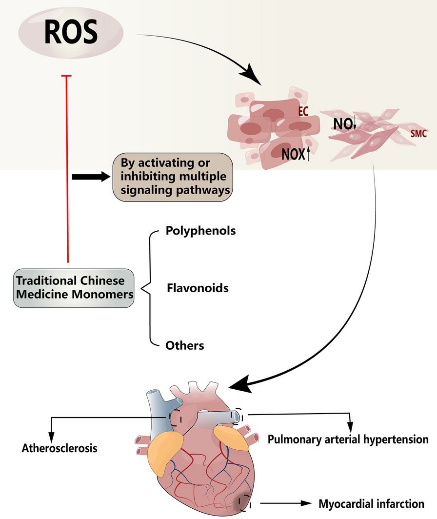 glutathione effects on heart Targeting oxidative stress as a preventive and therapeutic approach for  cardiovascular disease | Journal of Translational Medicine