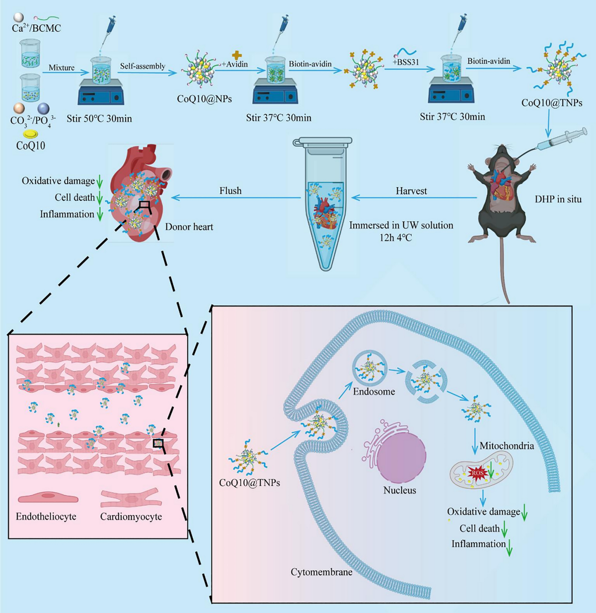 glutathione and coq10 mitochondria Mitochondrion-targeted carboxymethyl chitosan hybrid nanoparticles loaded with Coenzyme Q10 protect cardiac grafts against cold ischaemia‒reperfusion injury in heart transplantation | Journal of Translational Medicine kategorie:Aminosäuren & Protein