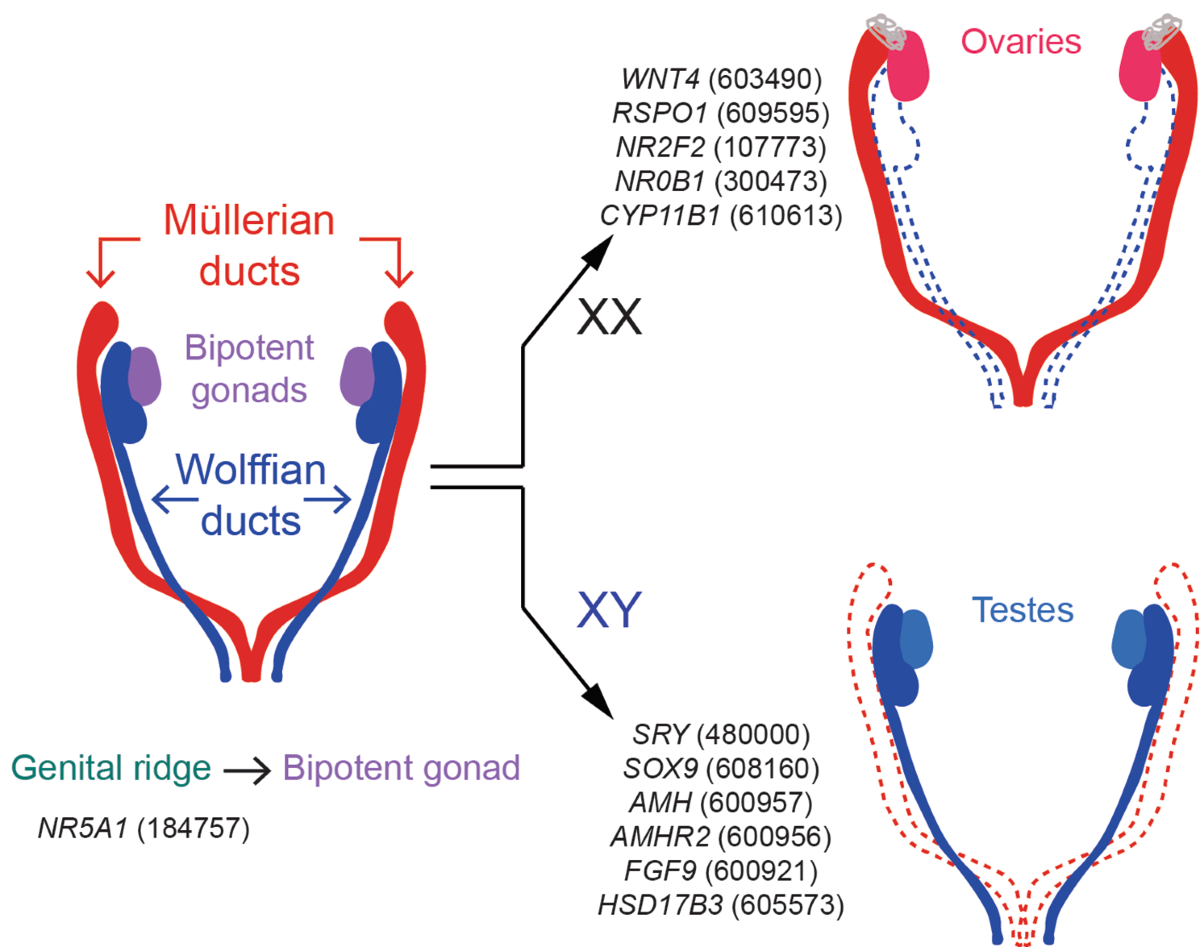 Conserved genes regulating human sex differentiation, gametogenesis and  fertilization | Journal of Translational Medicine | Springer Nature Link