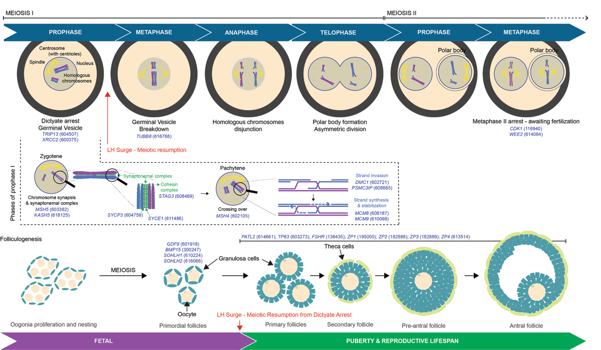 Conserved genes regulating human sex differentiation, gametogenesis and  fertilization | Journal of Translational Medicine | Springer Nature Link