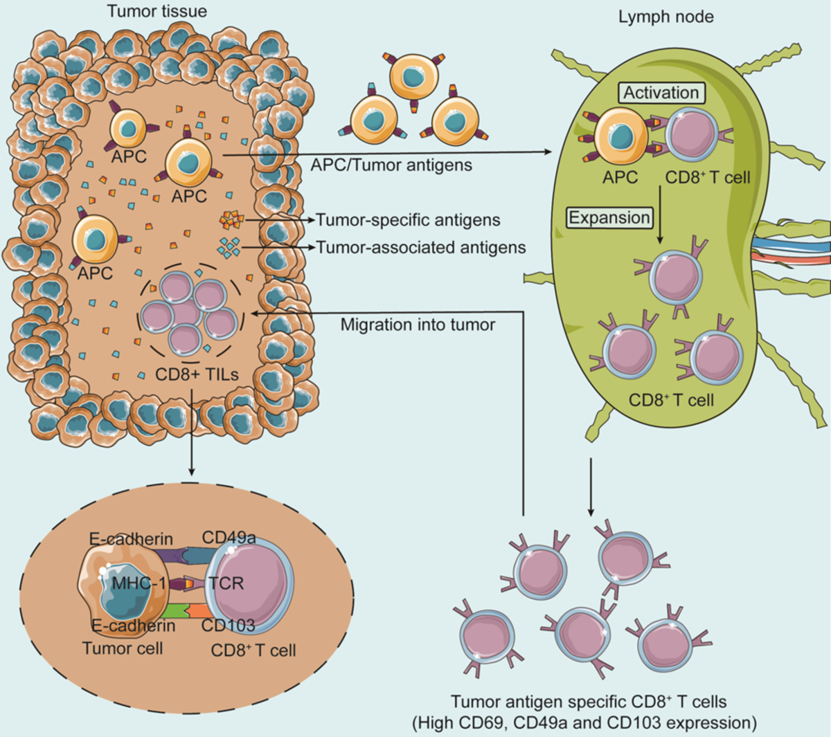 New insights on anti-tumor immunity of CD8+ T cells: cancer stem 