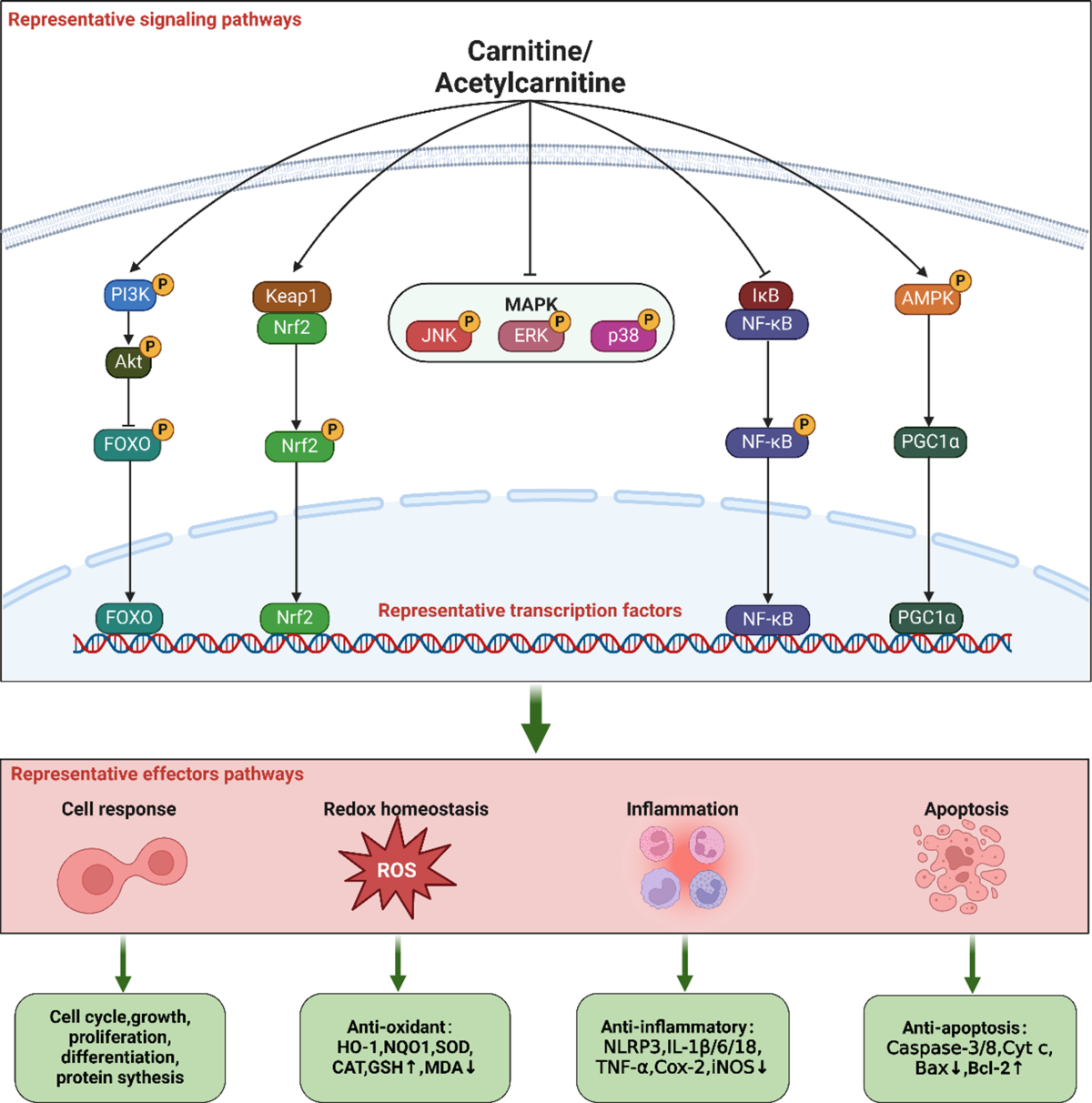 l carnitine anti inflammatory Comprehensive review of the expanding roles of the carnitine pool in  metabolic physiology: beyond fatty acid oxidation | Journal of  Translational Medicine