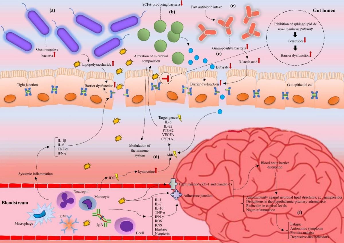 bpc-157 microbiome study gut microbiota The potential therapeutic approaches targeting gut health in myalgic  encephalomyelitis/chronic fatigue syndrome (ME/CFS): a narrative review |  Journal of Translational Medicine