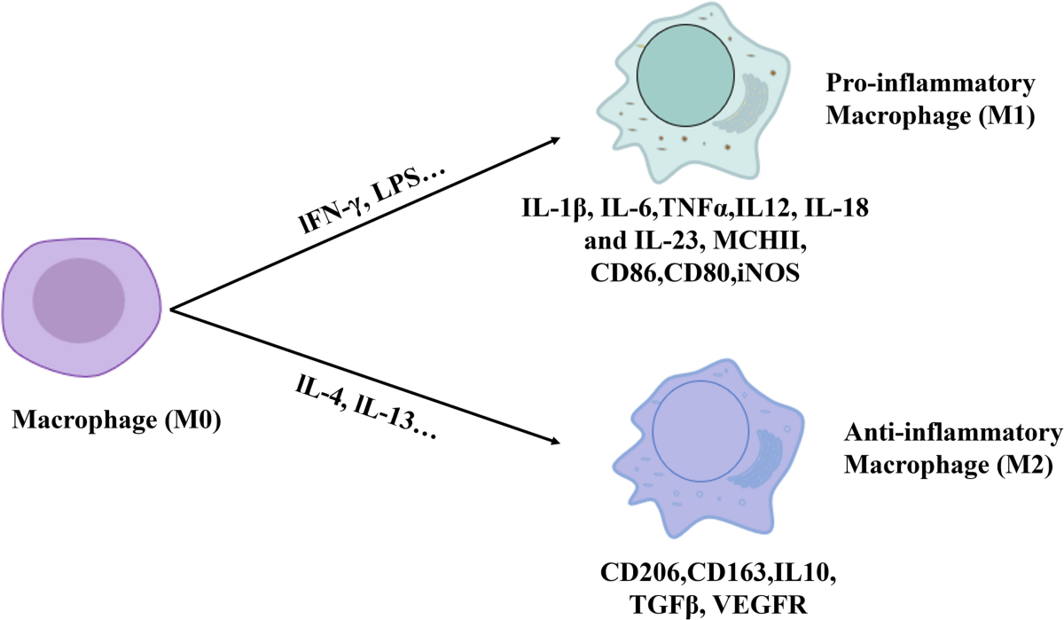 Unraveling the role of M2 TAMs in ovarian cancer dynamics: a systematic  review | Journal of Translational Medicine | Springer Nature Link