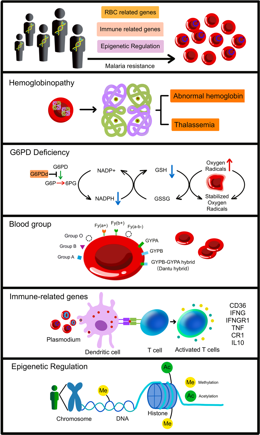 Human genetic variations conferring resistance to malaria | Journal of Translational Medicine