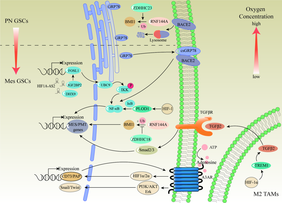 Phenotypic variations in glioma stem cells: regulatory mechanisms and  implications for therapeutic strategies | Journal of Translational Medicine  | Springer Nature Link