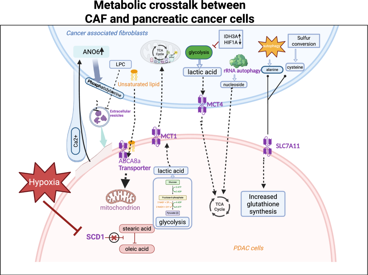 Metabolic and immune crosstalk between cancer-associated fibroblasts and pancreatic cancer cells | Journal of Translational Medicine