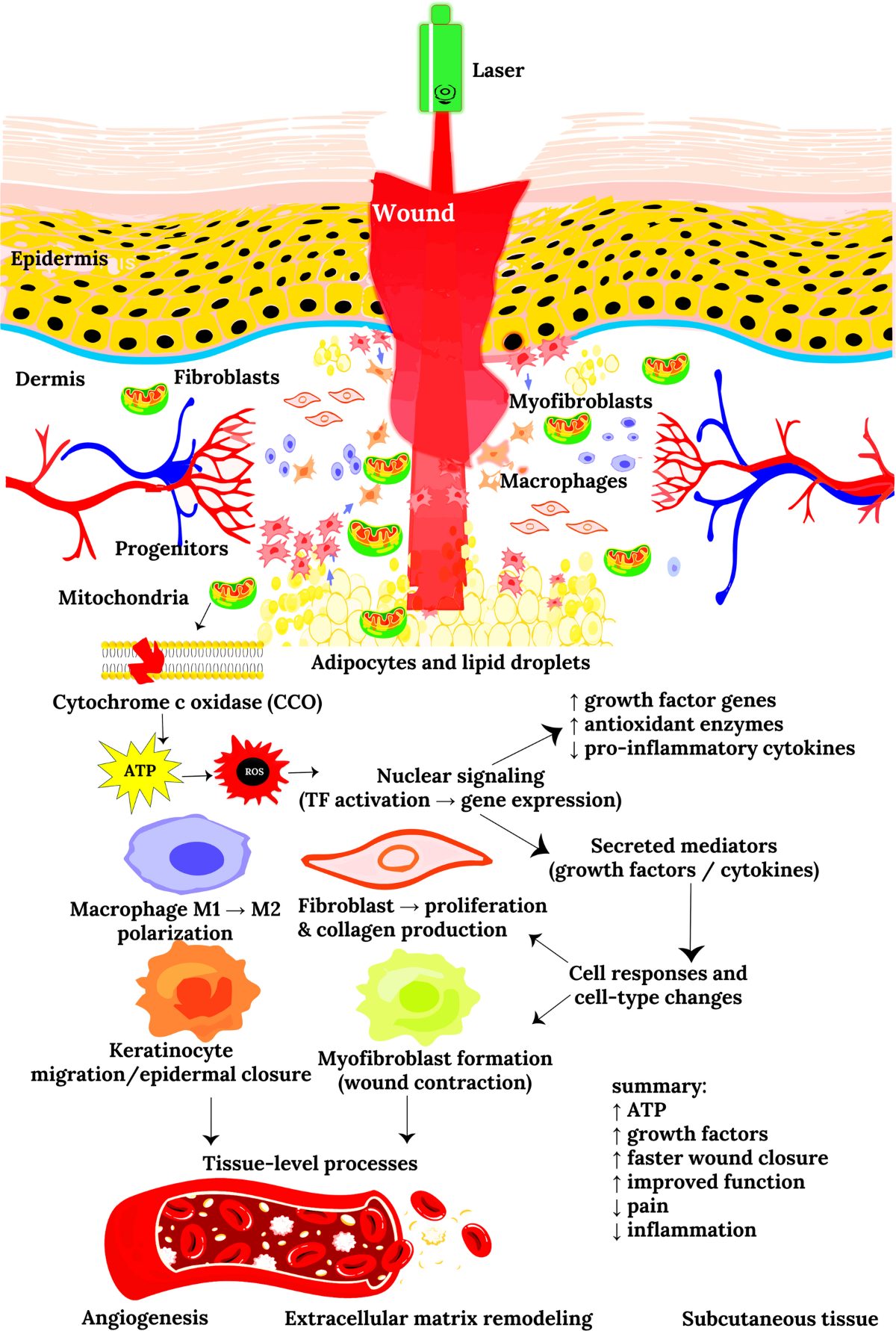 From light to healing: photobiomodulation therapy in medical 