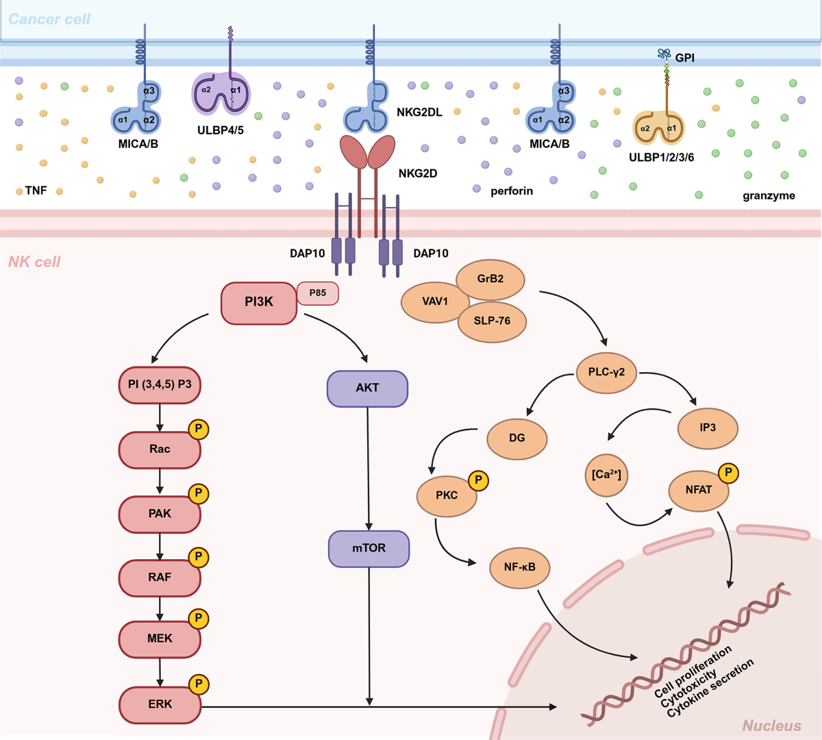 Targeting NKG2D/NKG2DL axis in cancer immunotherapy: mechanisms 