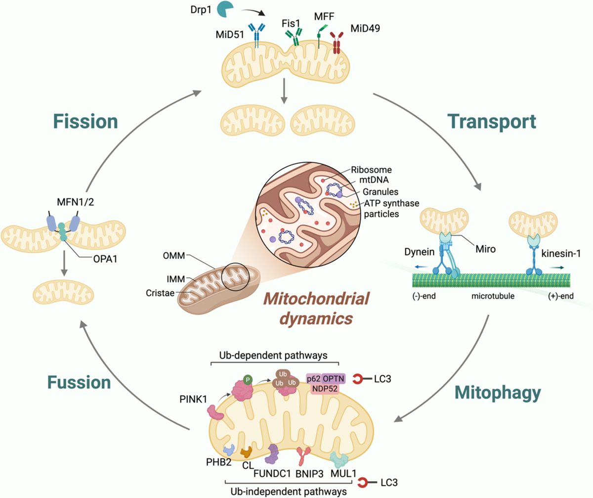 does rho glutathione break a fast Energy metabolism in health and diseases Decoding mitochondrial signaling: neutrophil-tumor cell