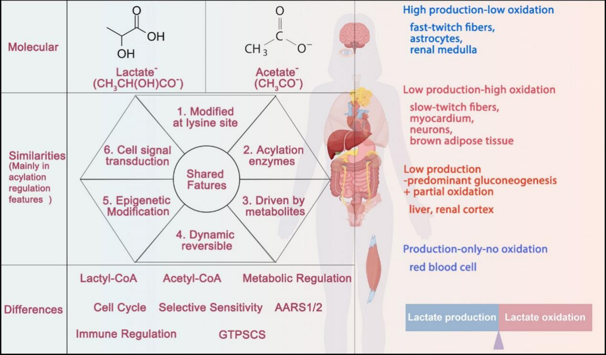 Lactylation and acetylation: parallel paths, divergent deeds, and research dilemmas | Journal of Translational Medicine