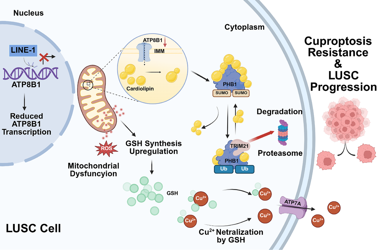 acg glutathione side effects and Effects: What You Need to Know for Better Health LINE-1 retrotransposition modulates metabolic stress