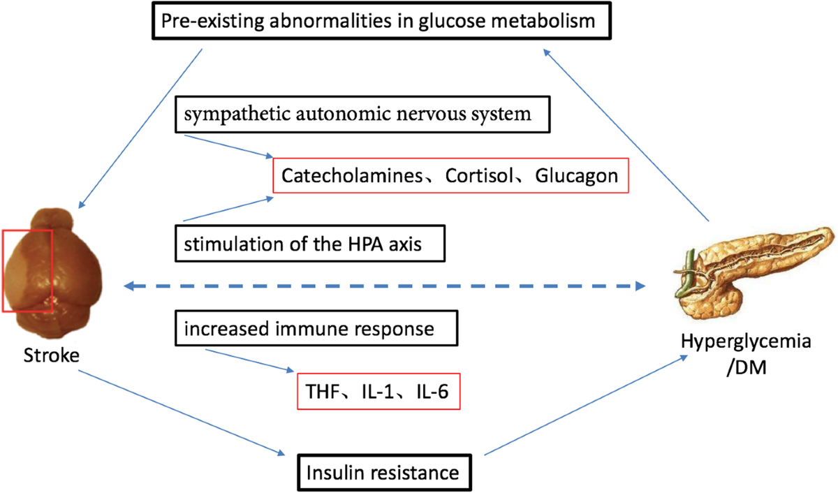 NLRP3 inflammasome as a potential treatment in ischemic stroke concomitant  with diabetes | Journal of Neuroinflammation | Full Text