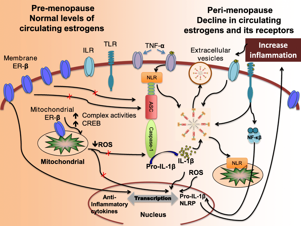 The peri-menopause in a woman's life: a systemic inflammatory