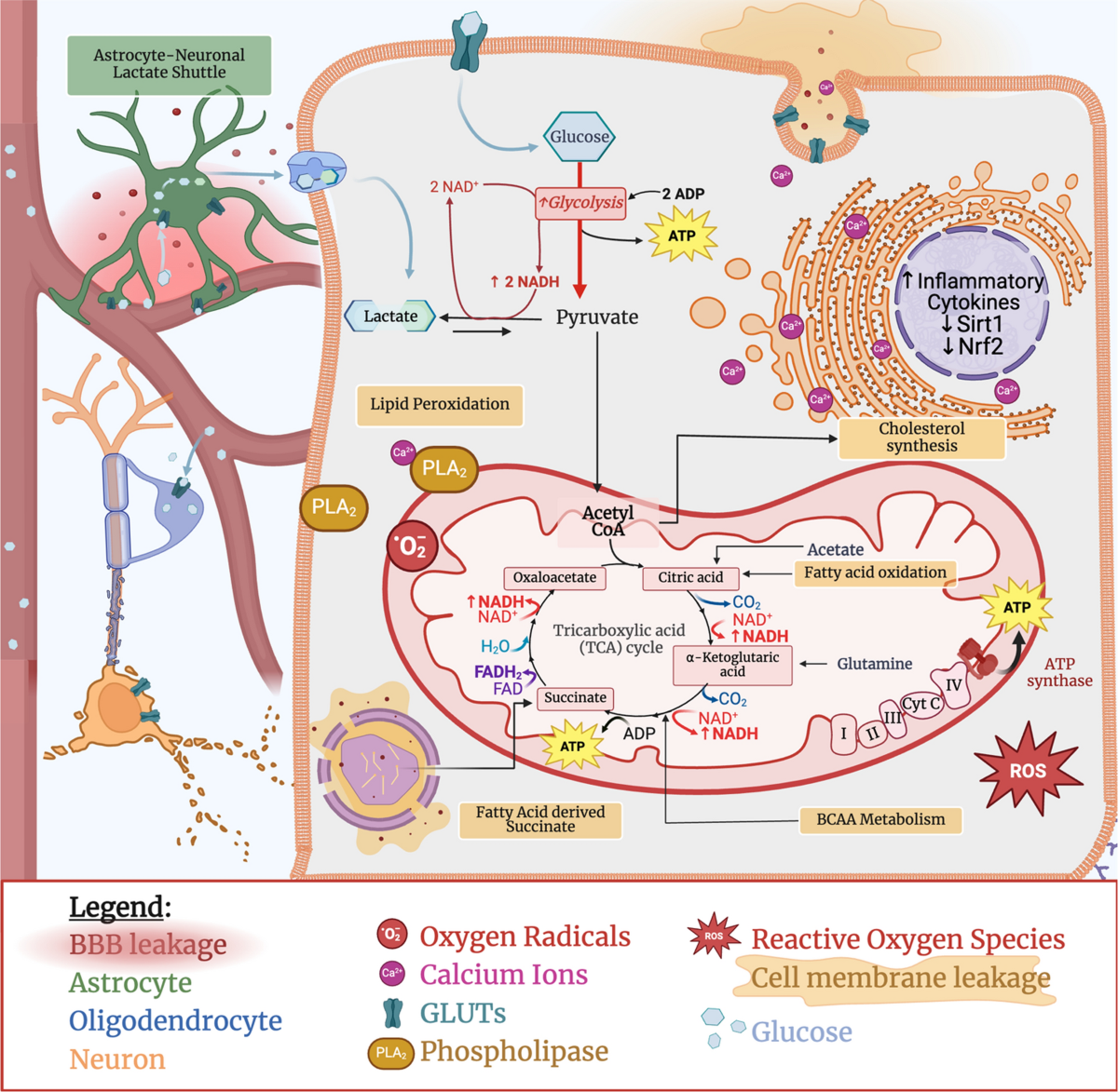 New insights into metabolism dysregulation after TBI | Journal of Neuroinflammation